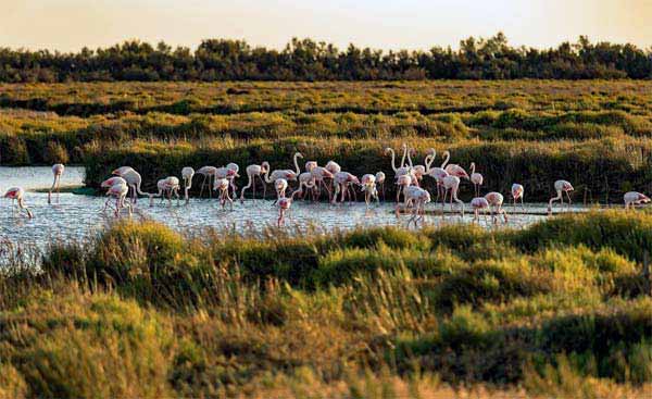 Flamingos Camargue