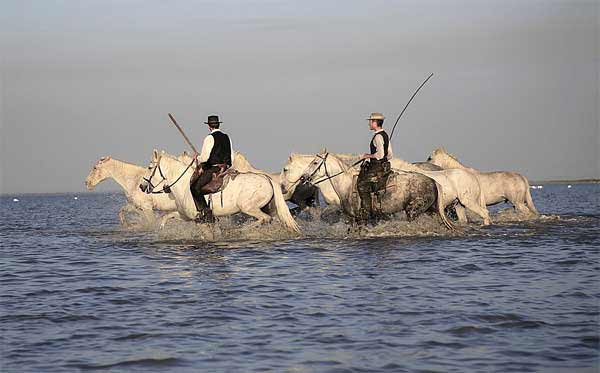 Camargue Pferde